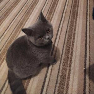 Never say Never!- The story of a cat hater | BoladeonWebsite