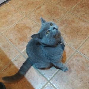 Duke the Cat