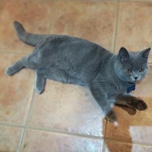 Duke the Cat 2